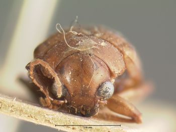 Media type: image;   Entomology 9786 Aspect: head frontal view